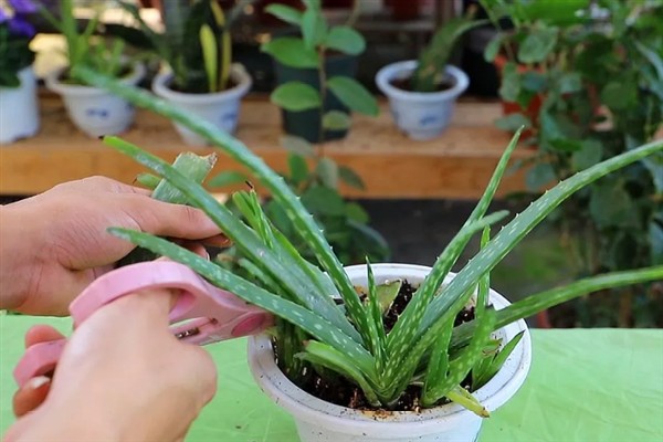 芦荟苗的移盆方法，将植株放入盆中再逐步填土覆盖根系