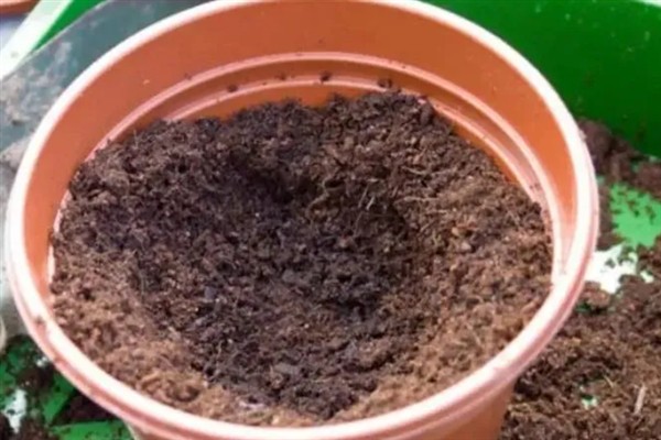 芦荟苗的移盆方法，将植株放入盆中再逐步填土覆盖根系