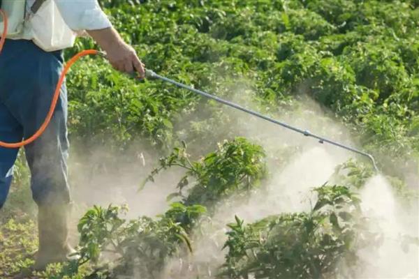 烟嘧莠去津使用多少天后无药害,通常7-15天后无药害