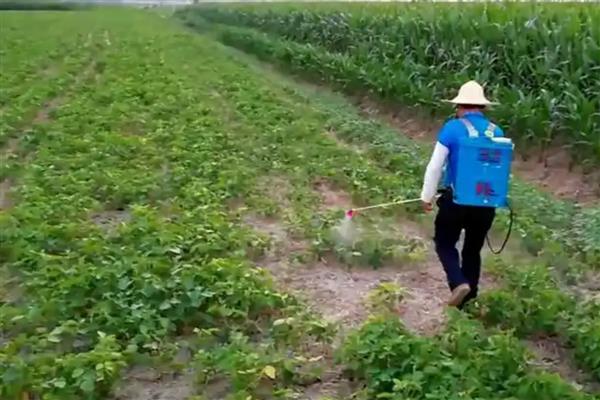 烟嘧莠去津使用多少天后无药害,通常7-15天后无药害