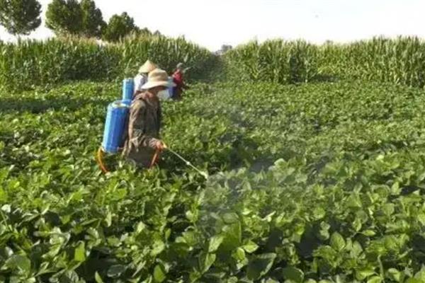 烟嘧莠去津使用多少天后无药害,通常7-15天后无药害