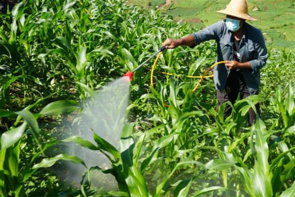 烟嘧莠去津使用多少天后无药害,通常7-15天后无药害