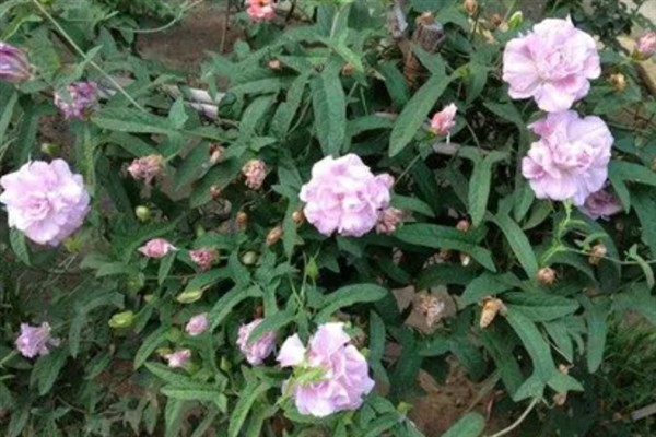 缠枝牡丹的颜色类型，粉色、白色最为常见