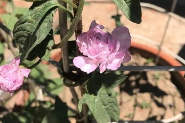 缠枝牡丹的颜色类型，粉色、白色最为常见