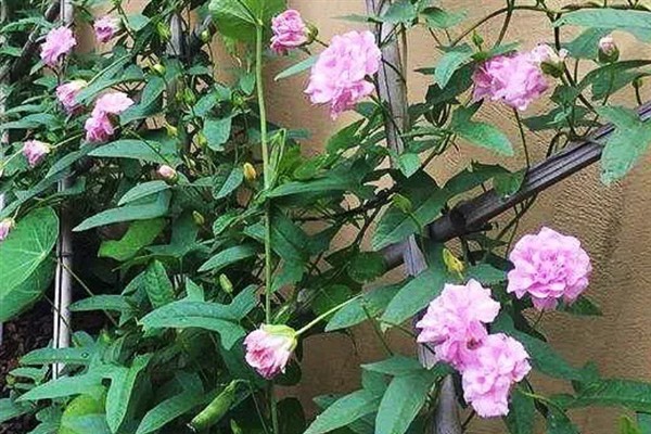 缠枝牡丹的颜色类型，粉色、白色最为常见