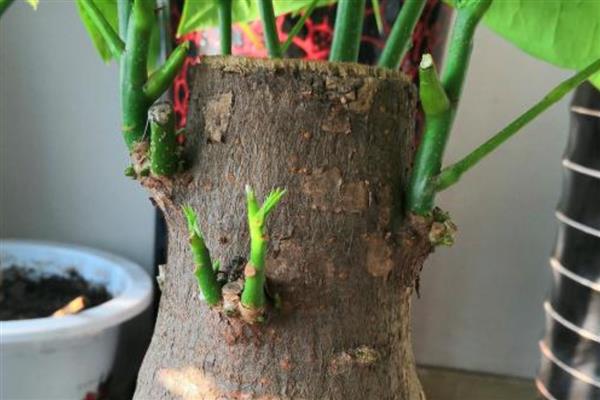 发财树锯掉一截后怎样封伤口，先要立刻为其消毒处理