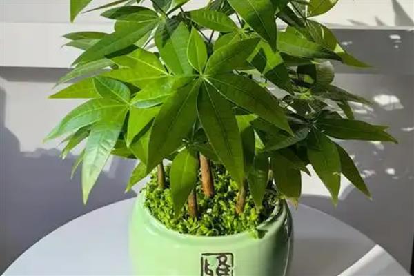 发财树锯掉一截后怎样封伤口，先要立刻为其消毒处理