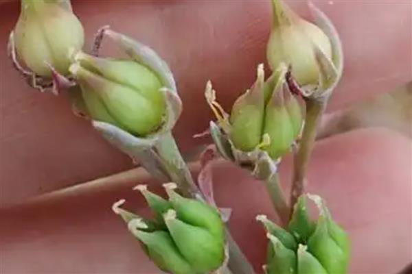 多肉怎样取种子，种荚裂开后便可收集种子