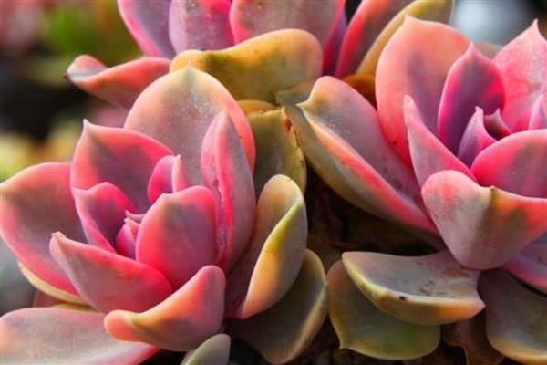 多肉怎样取种子，种荚裂开后便可收集种子