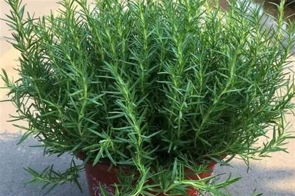 迷迭香的盆栽方法，要将植株放置在散射光处养护
