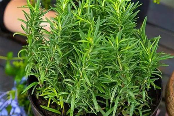 迷迭香的盆栽方法，要将植株放置在散射光处养护
