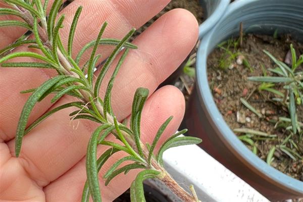 迷迭香的盆栽方法，要将植株放置在散射光处养护