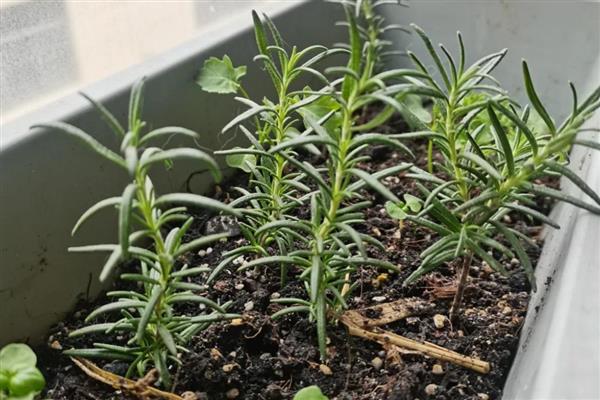 迷迭香的盆栽方法，要将植株放置在散射光处养护