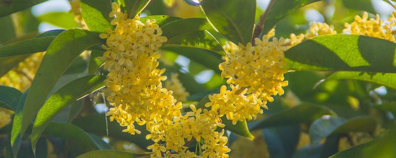 四季桂什么时候开花，一年四季均会开花