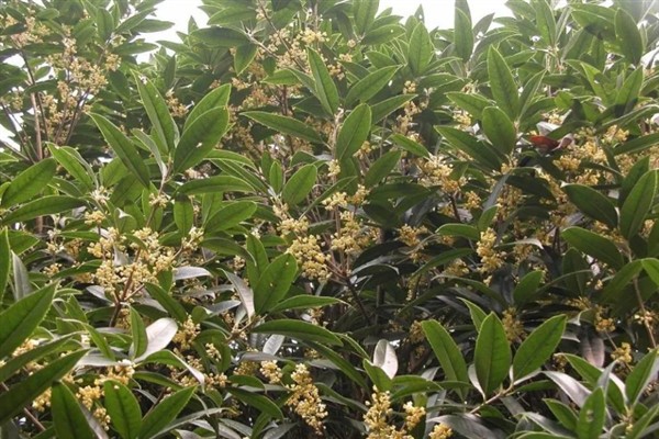 四季桂什么时候开花，一年四季均会开花