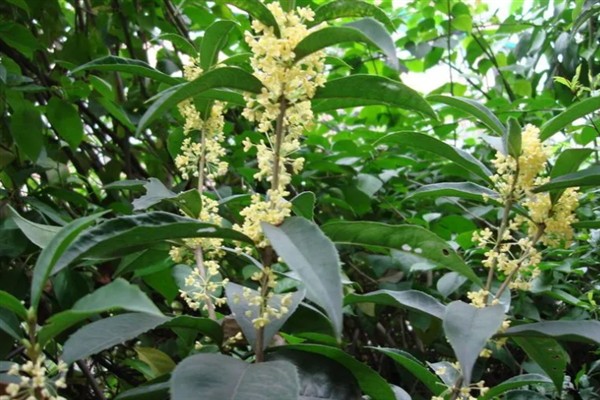 四季桂什么时候开花，一年四季均会开花