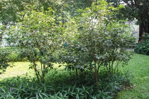 四季桂什么时候开花，一年四季均会开花