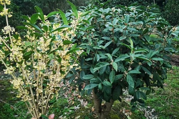 四季桂什么时候开花，一年四季均会开花