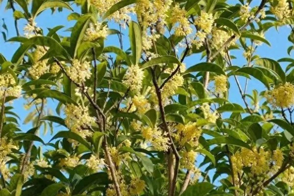 四季桂什么时候开花，一年四季均会开花