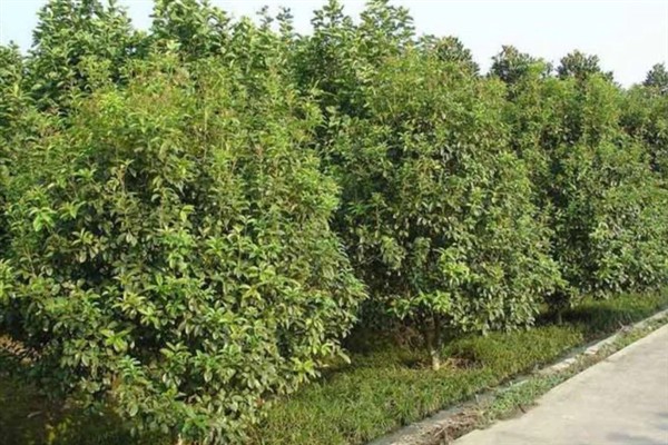四季桂什么时候开花，一年四季均会开花