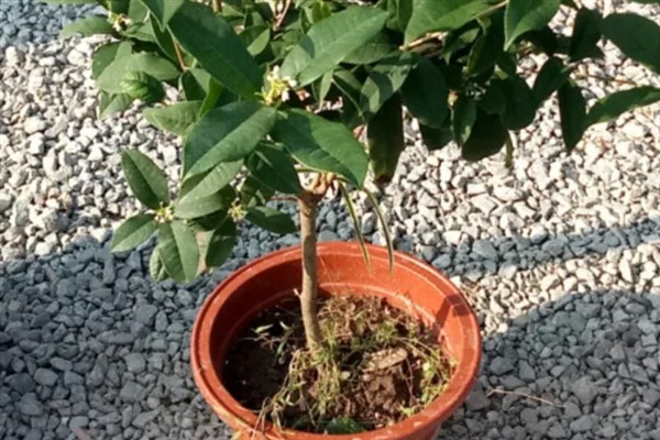 四季桂什么时候开花，一年四季均会开花