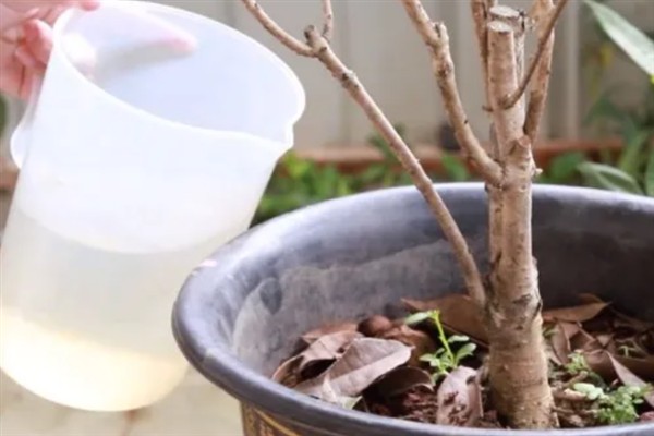 四季桂什么时候开花，一年四季均会开花