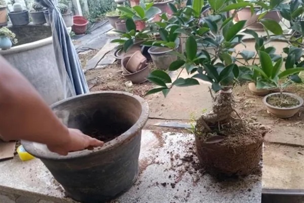 四季桂什么时候开花，一年四季均会开花