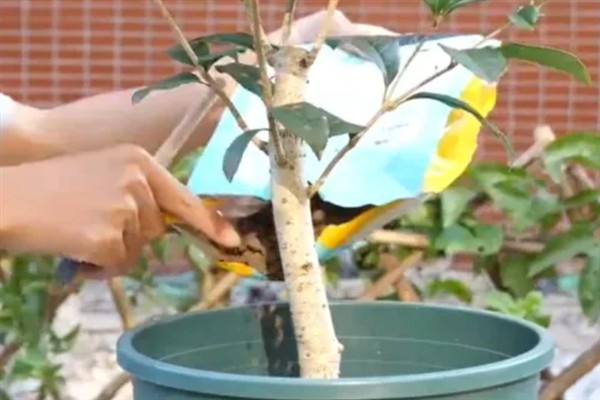 四季桂什么时候开花，一年四季均会开花