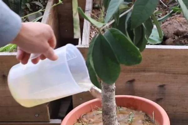 四季桂什么时候开花，一年四季均会开花