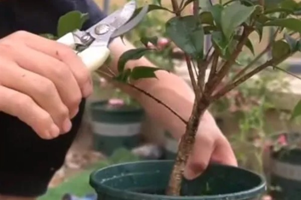 四季桂什么时候开花，一年四季均会开花