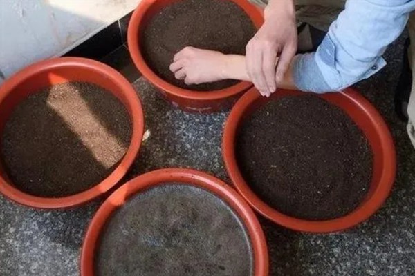 四季桂什么时候开花，一年四季均会开花