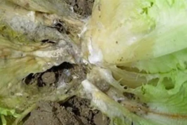 生菜病虫害如何防治，不同病害的防治方法不同