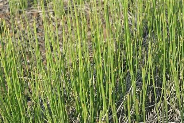 使用哪种除草剂可以灭杀节节草的根系，二甲四氯、氟磺胺草醚等药物具有除根效果