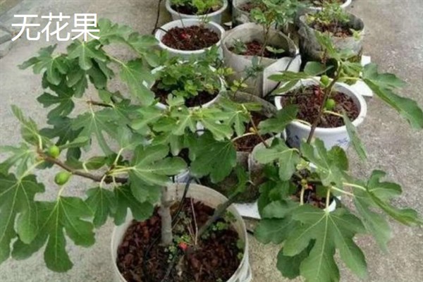 哪些果树适合阳台盆栽，推荐火龙果、无花果等