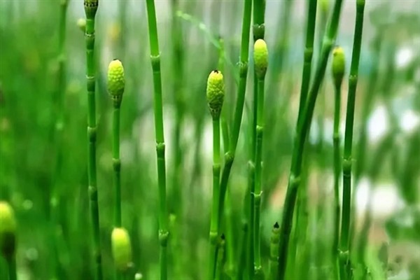使用哪种除草剂可以灭杀节节草的根系，二甲四氯、氟磺胺草醚等药物具有除根效果