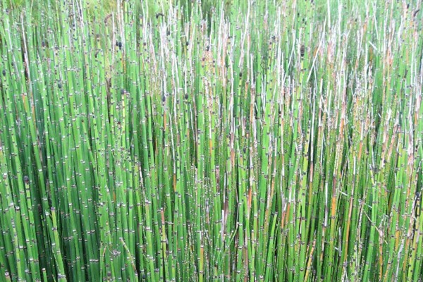 使用哪种除草剂可以灭杀节节草的根系，二甲四氯、氟磺胺草醚等药物具有除根效果