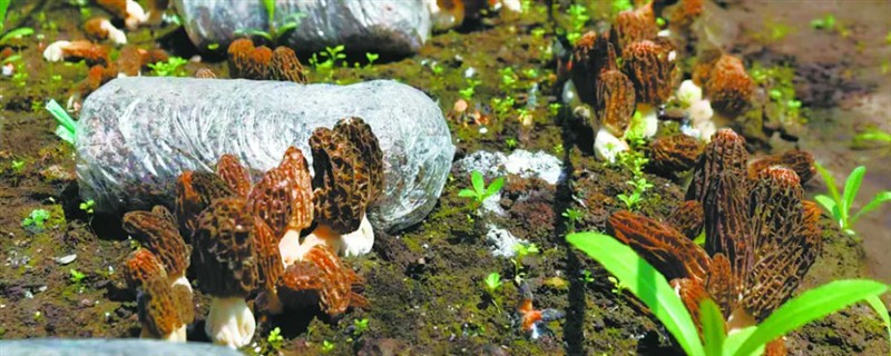 羊肚菌怎么栽培，子实体生长期间把温度保持在10℃左右
