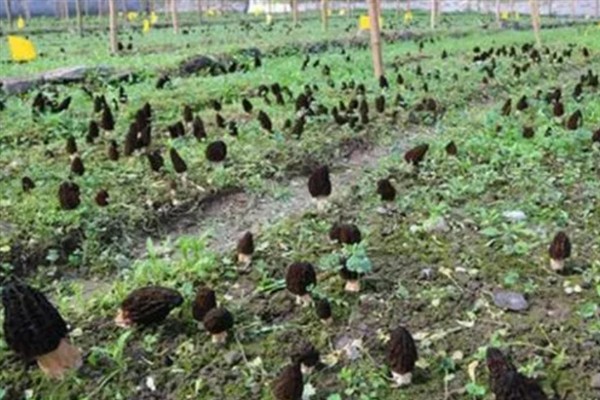 羊肚菌怎么栽培，子实体生长期间把温度保持在10℃左右