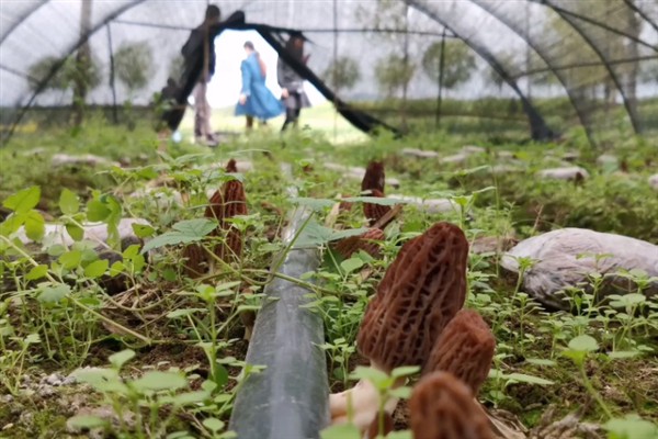 羊肚菌怎么栽培，子实体生长期间把温度保持在10℃左右