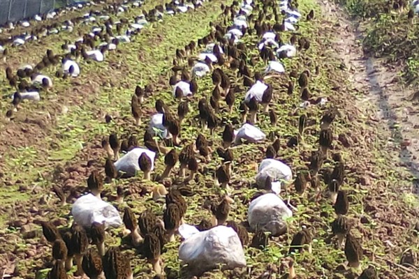 羊肚菌怎么栽培，子实体生长期间把温度保持在10℃左右