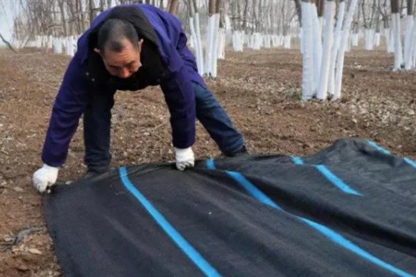 羊肚菌怎么栽培，子实体生长期间把温度保持在10℃左右