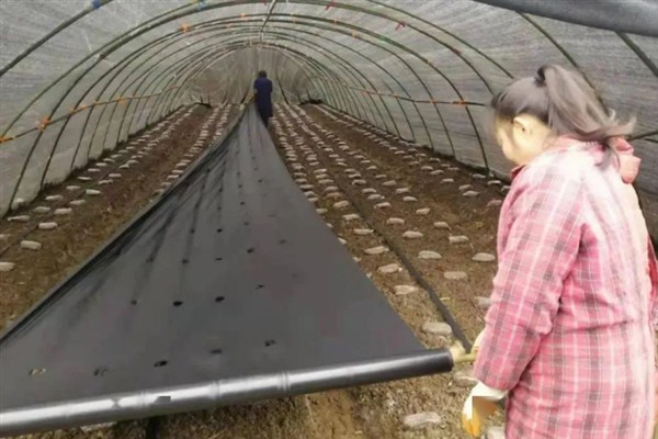 羊肚菌怎么栽培，子实体生长期间把温度保持在10℃左右