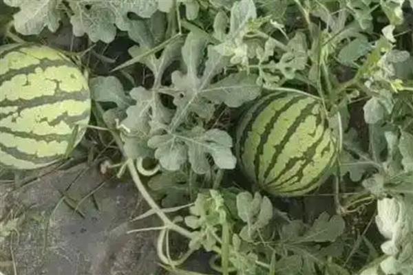 西瓜是雌雄同株植物吗，是雌雄同株植物