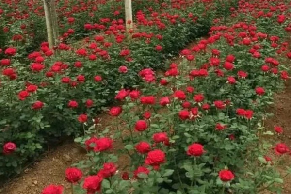 冬天有没有玫瑰花，市场需求大冬季也能买到