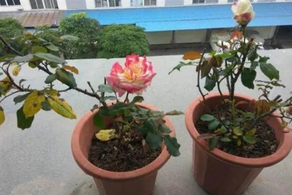 冬天有没有玫瑰花，市场需求大冬季也能买到