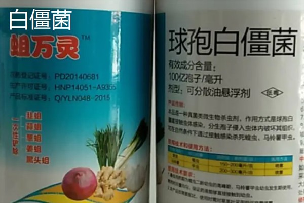 松毛虫用什么药可以杀死，推荐白僵菌、苏云金杆菌等