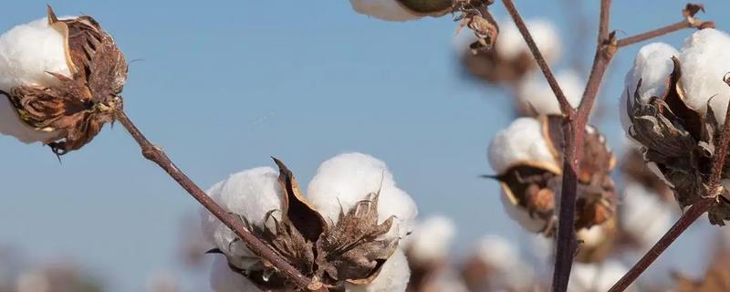 新疆为什么能大规模种植棉花，具有土壤肥沃、光热资源丰富等优势