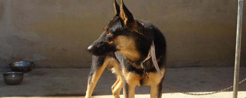 纯血苏联红犬的外观，四肢下端、尾腹侧等部位是紫红色
