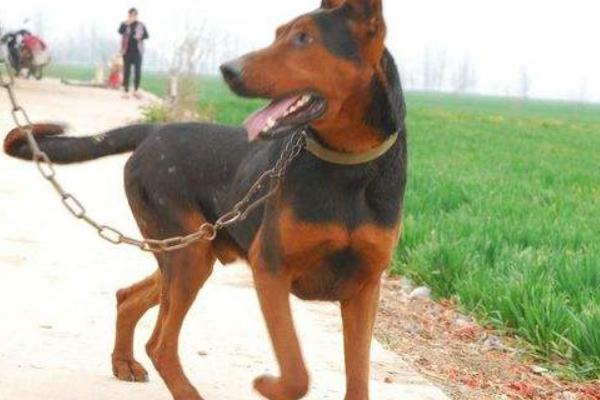 纯血苏联红犬的外观，四肢下端、尾腹侧等部位是紫红色