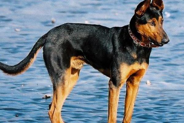 纯血苏联红犬的外观，四肢下端、尾腹侧等部位是紫红色